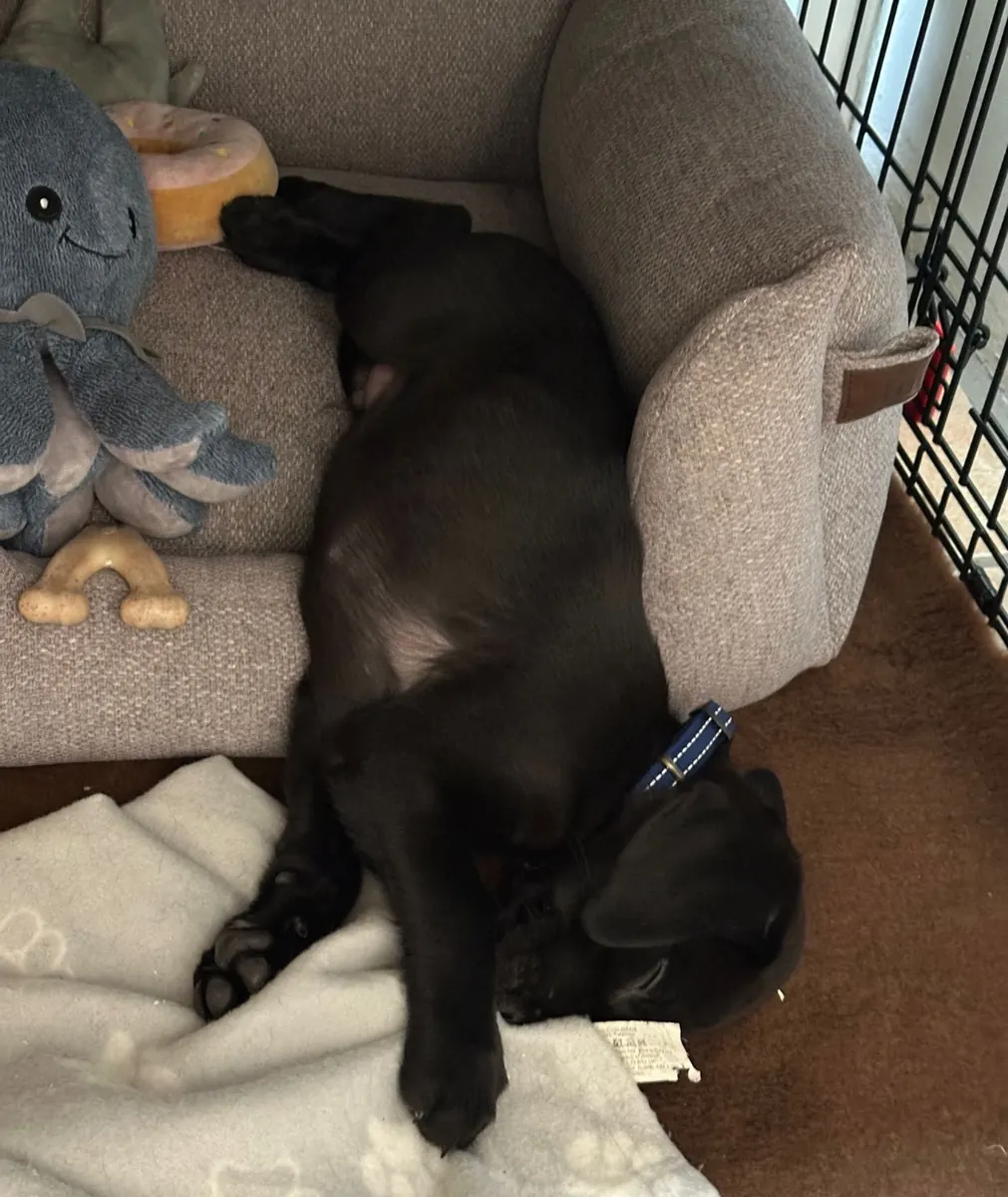 A Pittfield puppy at home with its new family