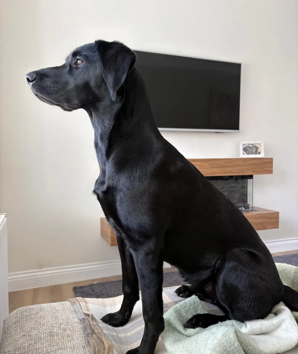 A Pittfield puppy at home with its new family