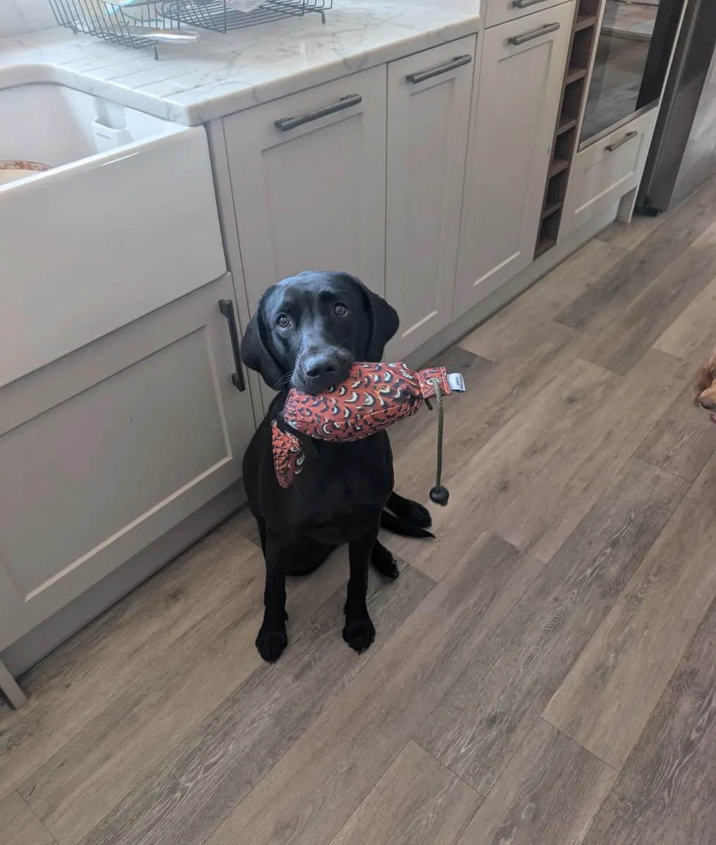 A Pittfield puppy at home with its new family