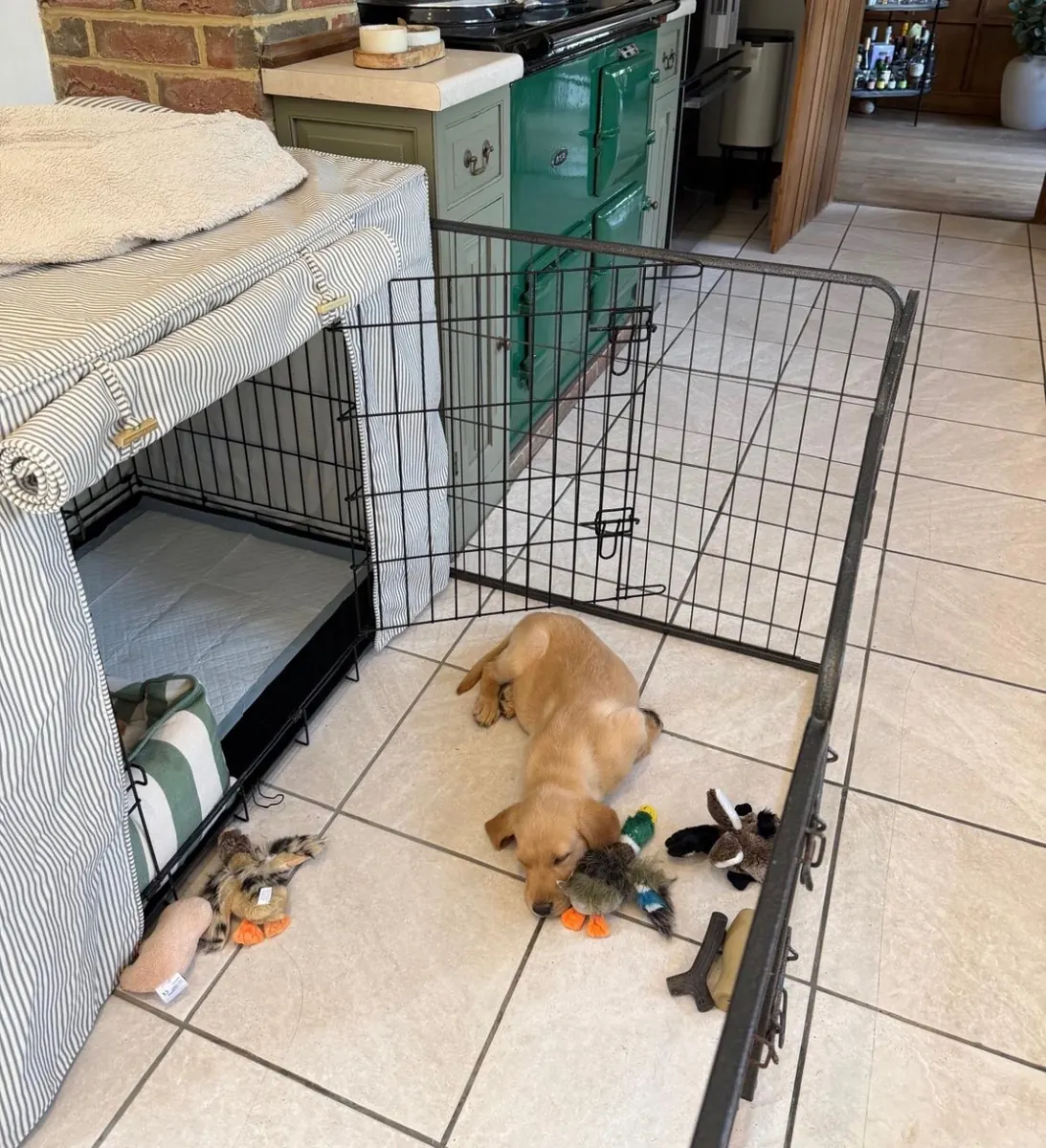 A Pittfield puppy at home with its new family