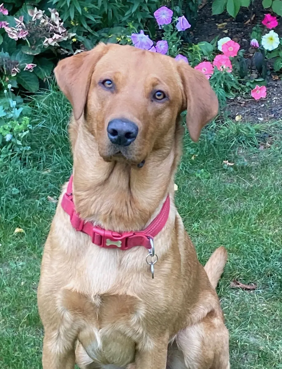 A Pittfield puppy at home with its new family