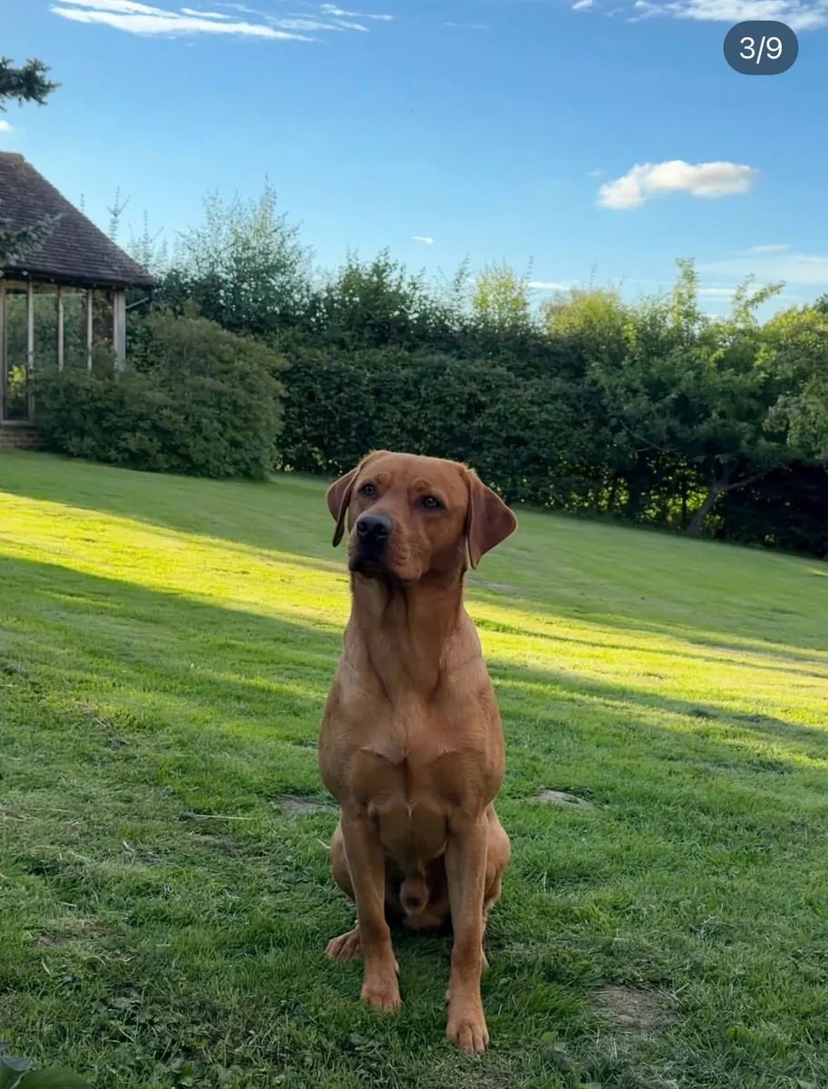 A Pittfield puppy at home with its new family
