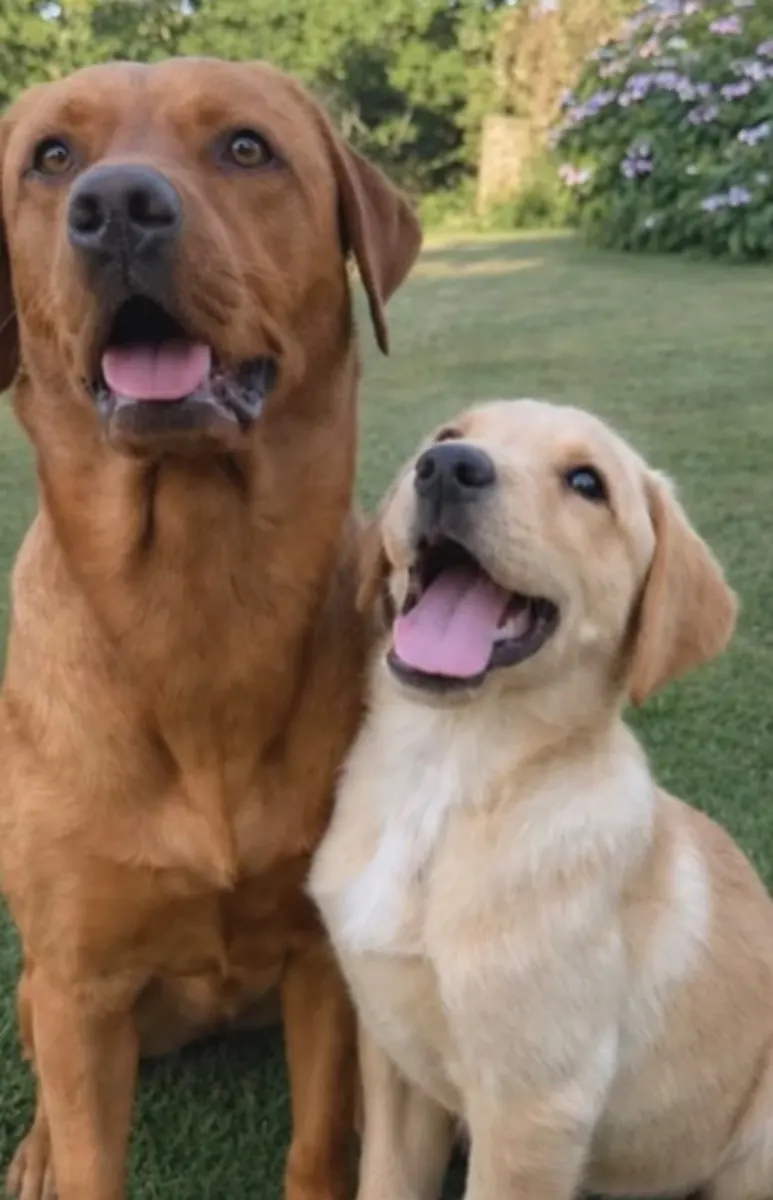 A Pittfield puppy at home with its new family