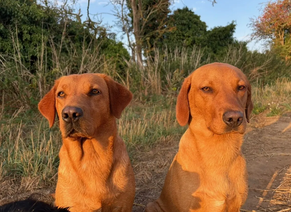 A Pittfield puppy at home with its new family