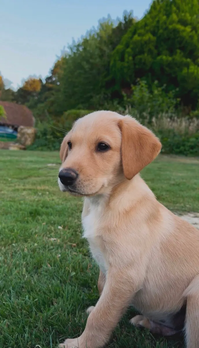 A Pittfield puppy at home with its new family