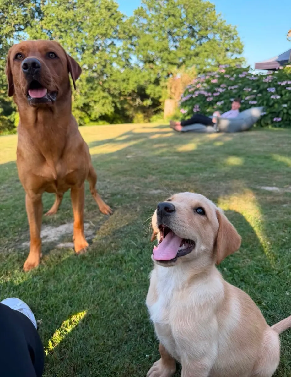 A Pittfield puppy at home with its new family