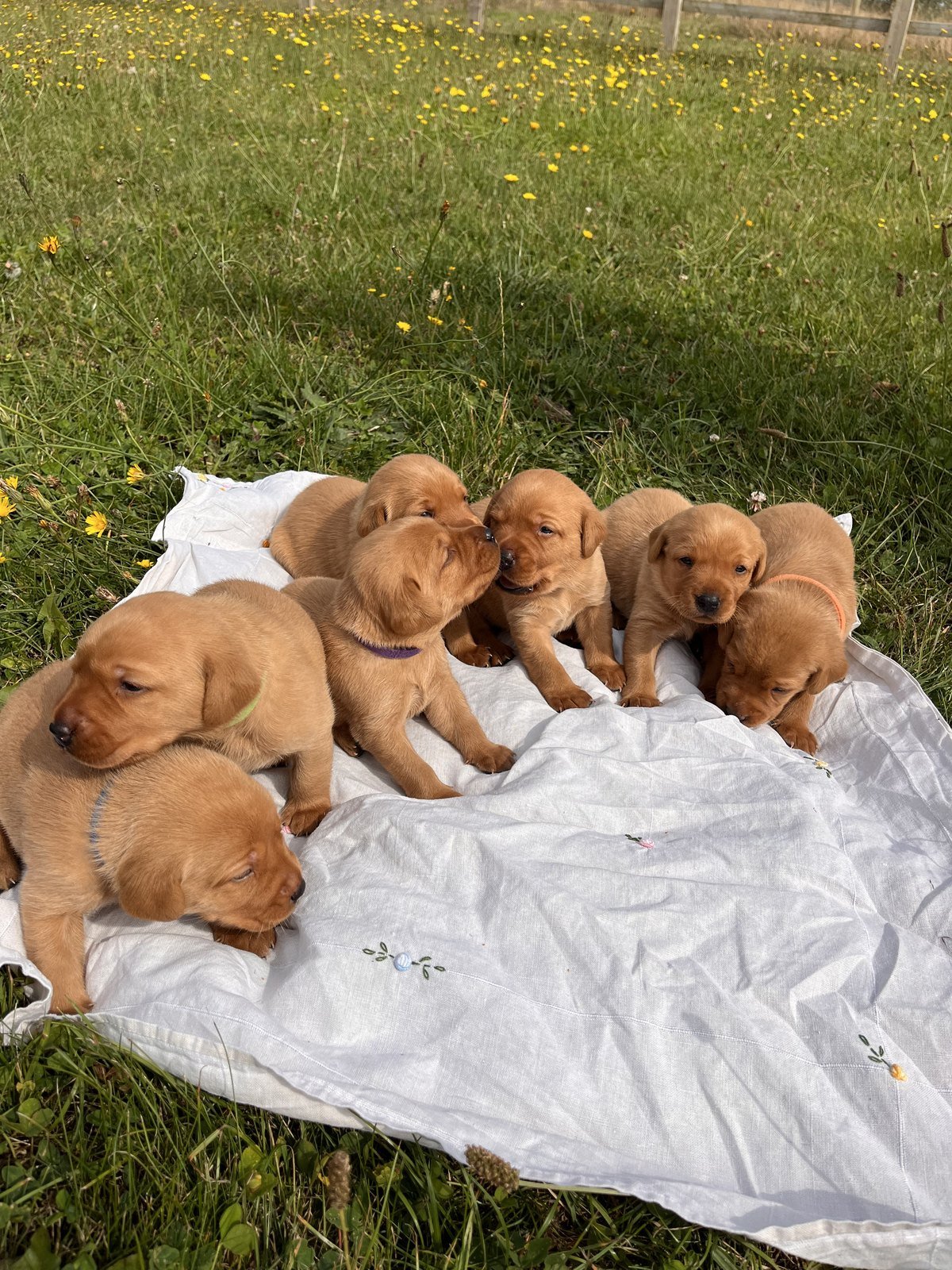 Bonnie's first litter of fox red Labrador puppies on a blanket in the buttercup meadow