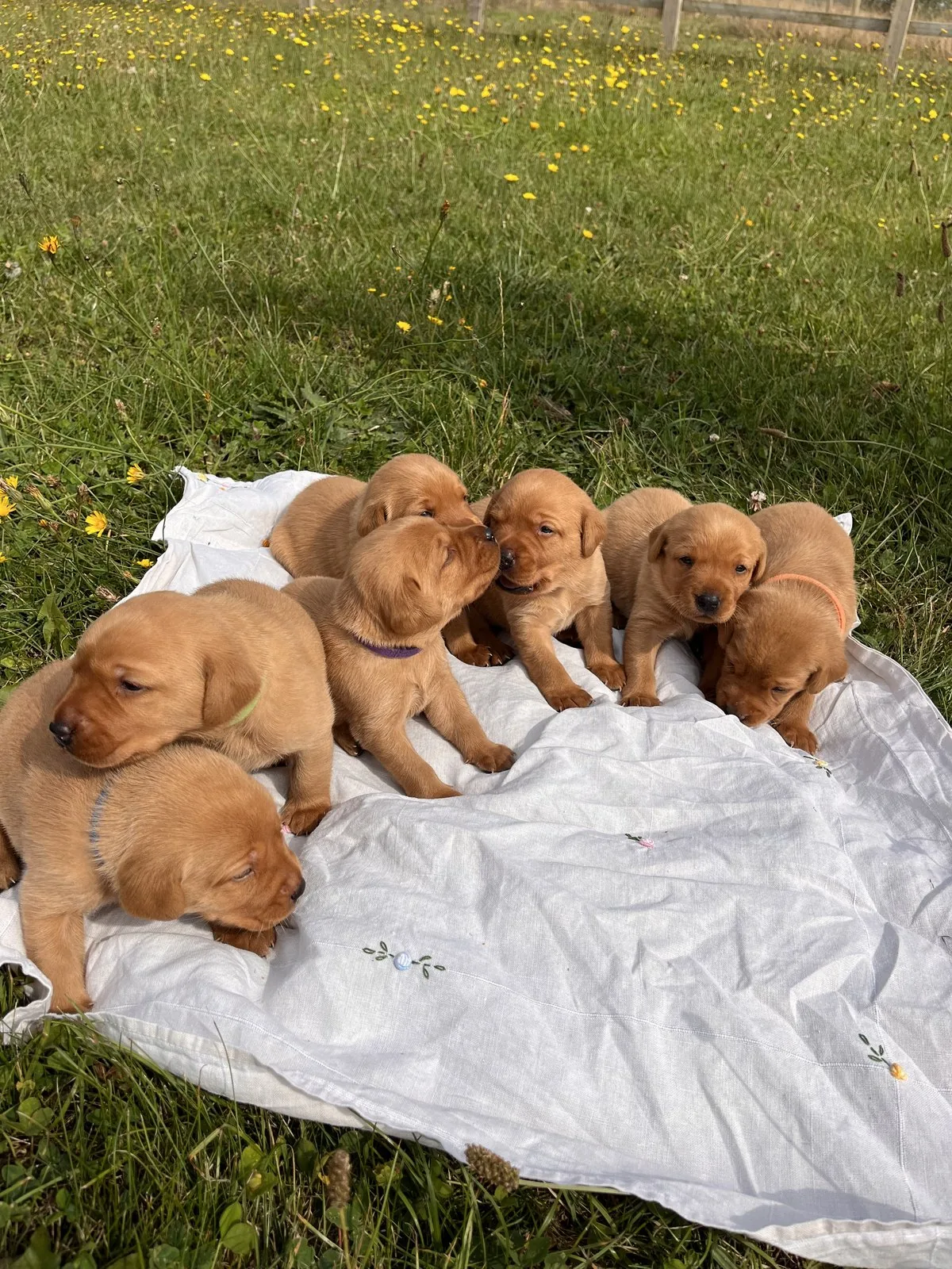 A litter of Labrador puppies curled up together on a blanket