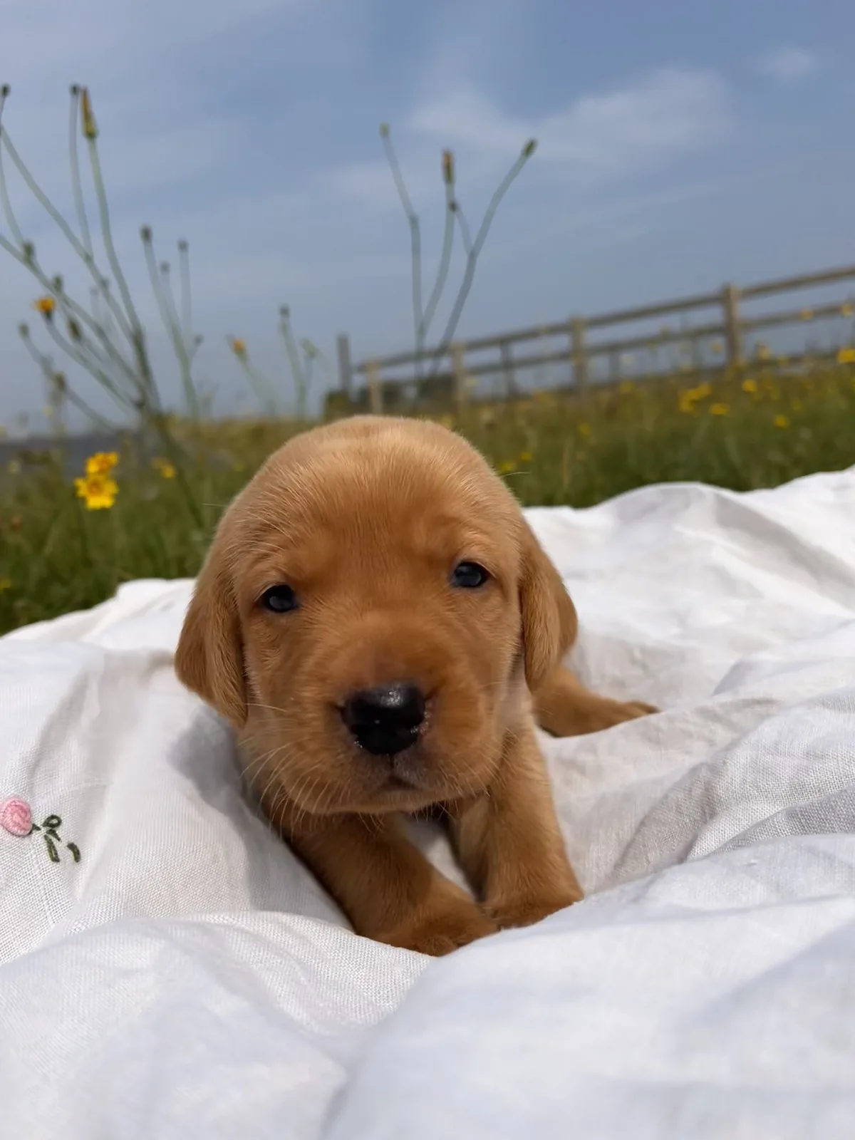 Pittfield Labrador puppies on the farm
