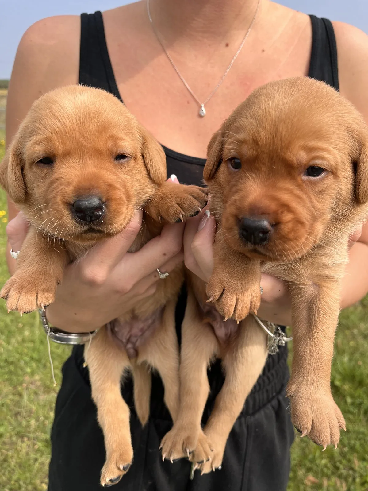 Pittfield Labrador puppies on the farm