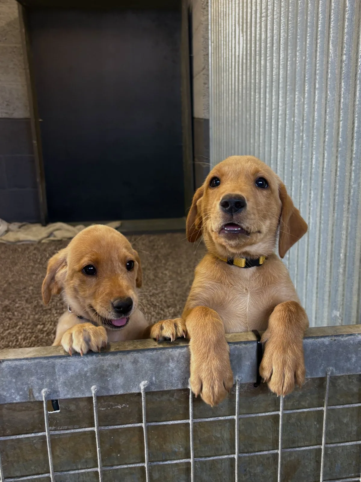 Pittfield Labrador puppies on the farm