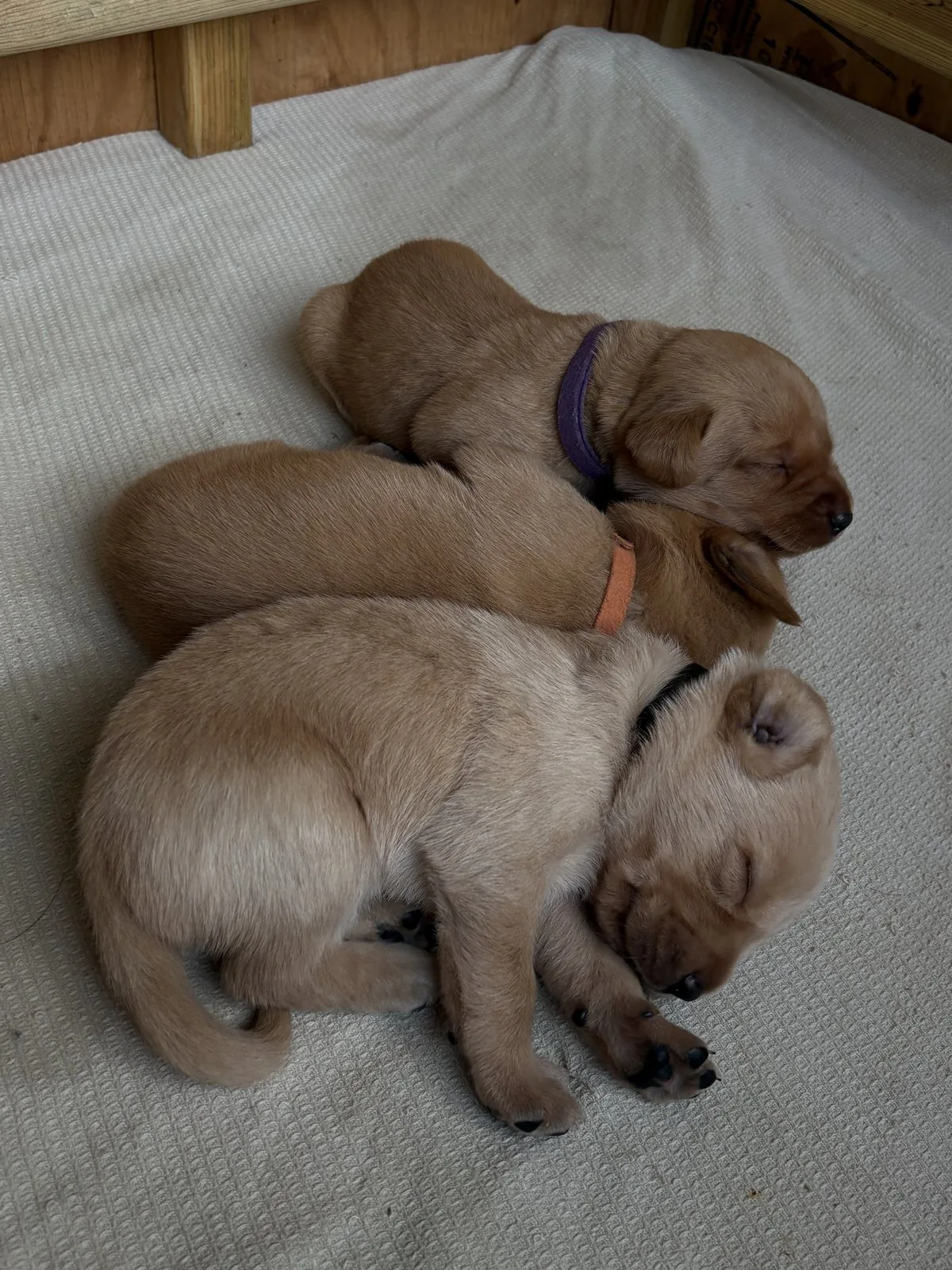 Pittfield Labrador puppies on the farm