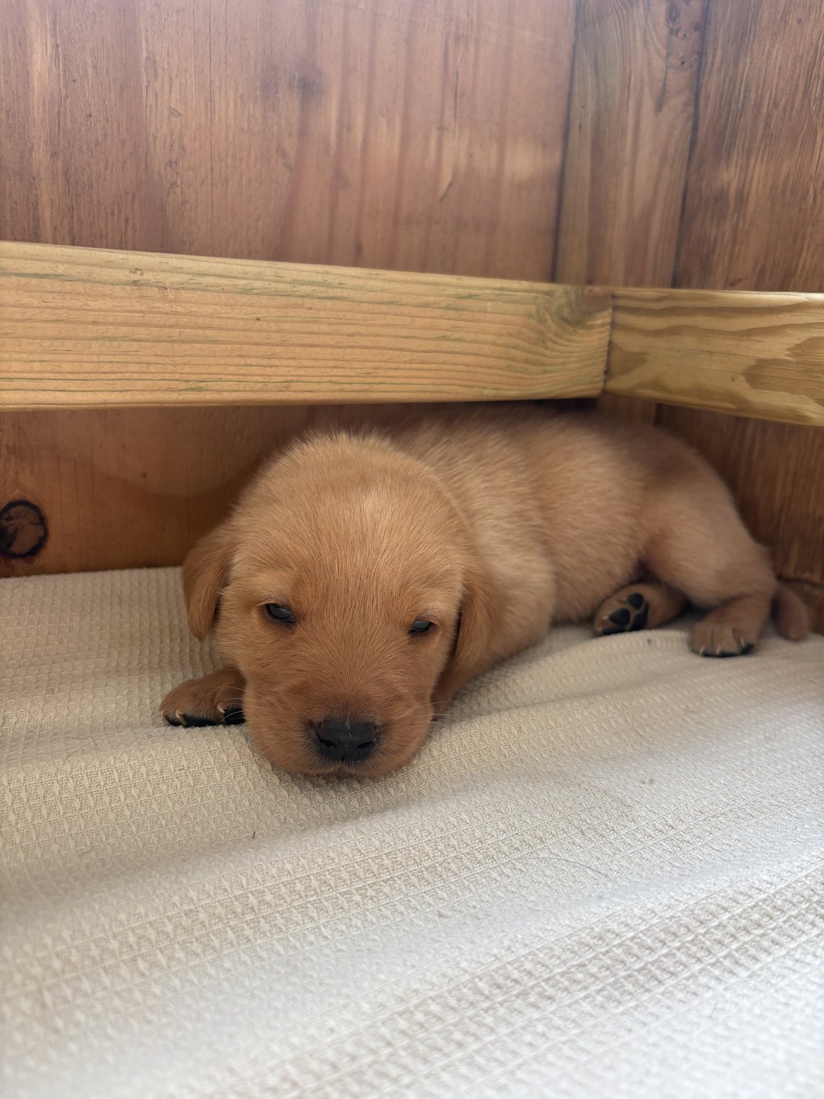 A puppy from Bonnie's second litter dozing against the whelping box rail