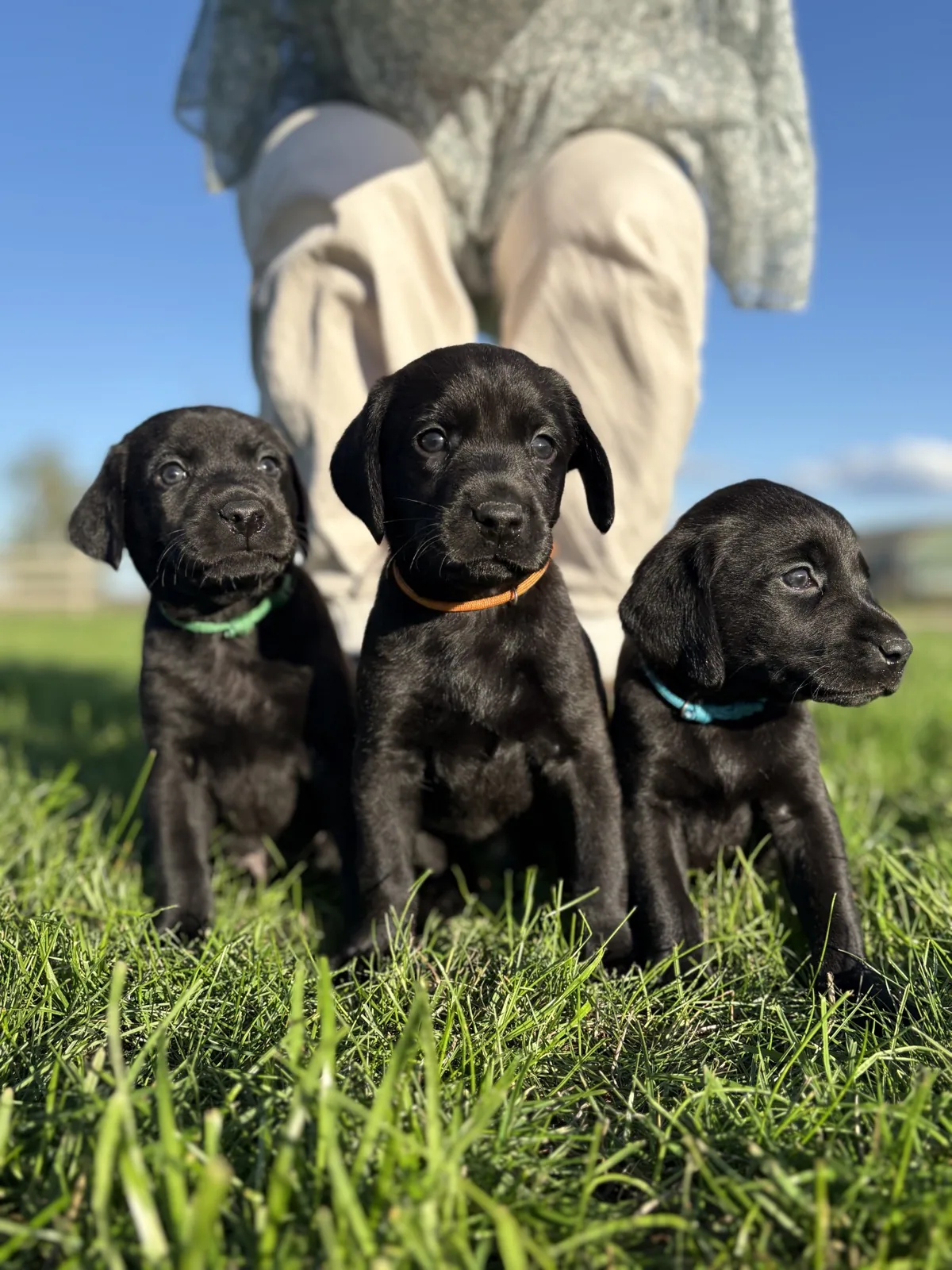 Pittfield Labrador puppies on the farm