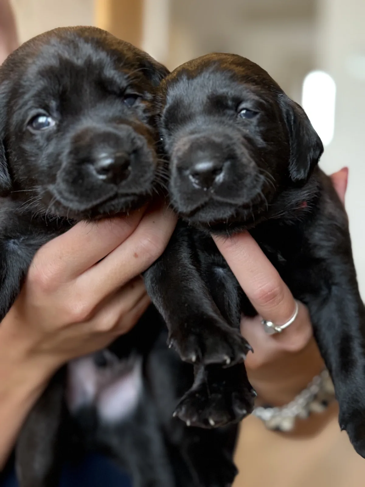 Pittfield Labrador puppies on the farm
