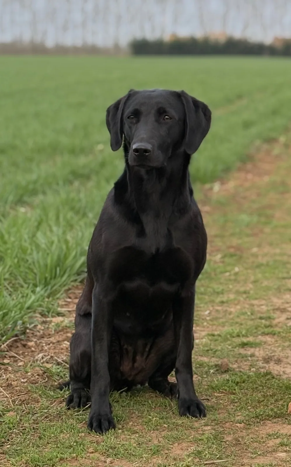 Senna, a black Labrador, working in the field