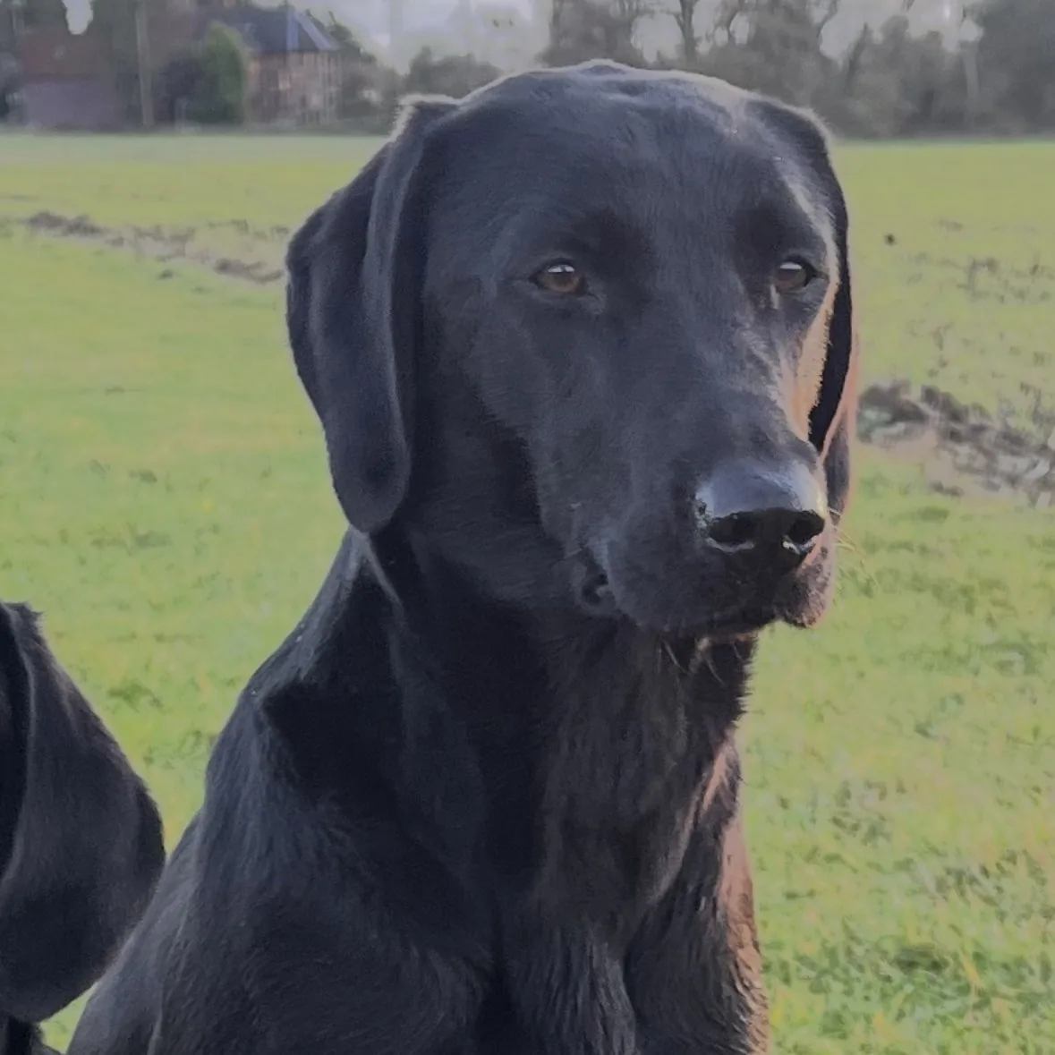 Senna, a black Labrador, working in the field