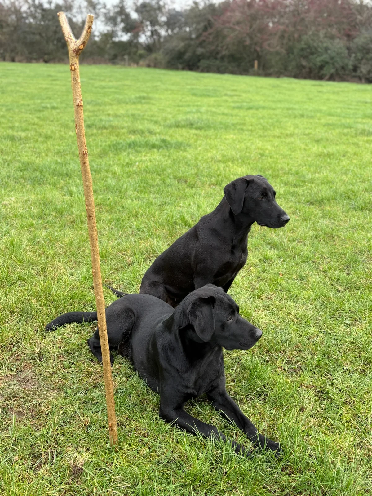 Life on the farm at Pittfield Gundogs