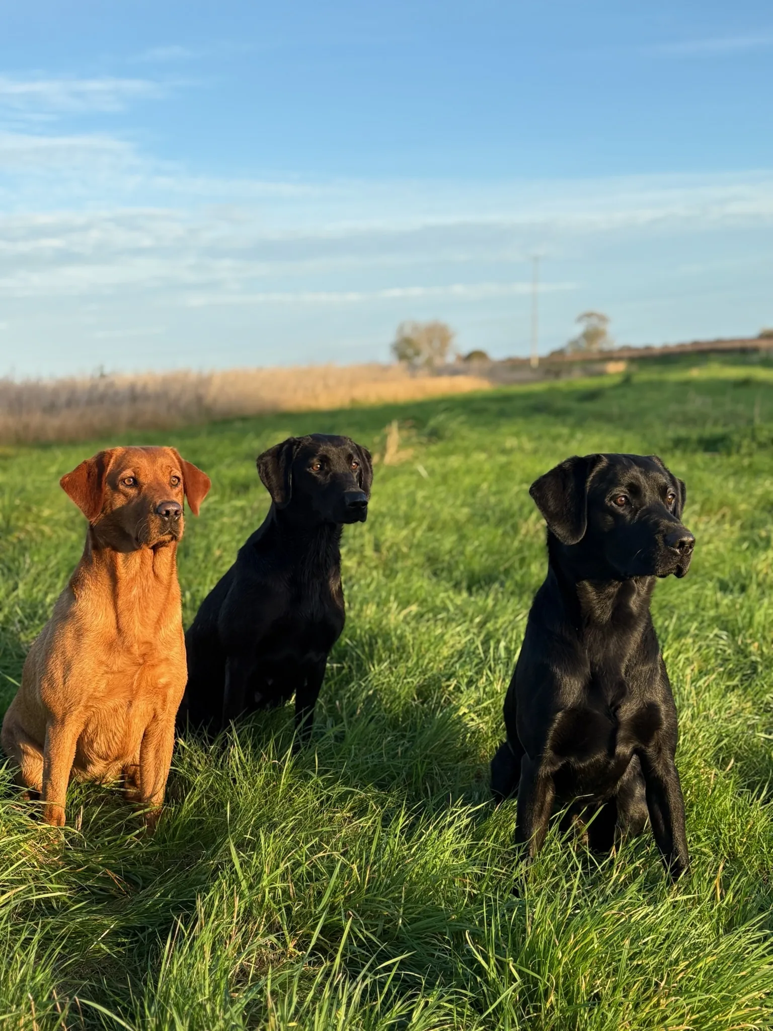 Life on the farm at Pittfield Gundogs