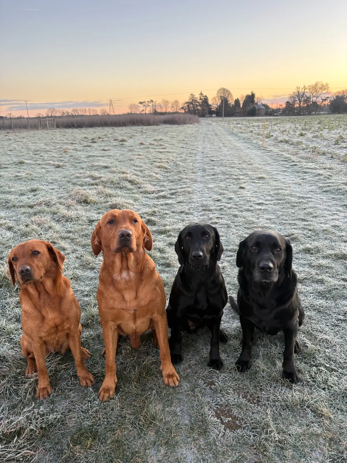 Four Labradors sitting in a frosted field as the sun comes up