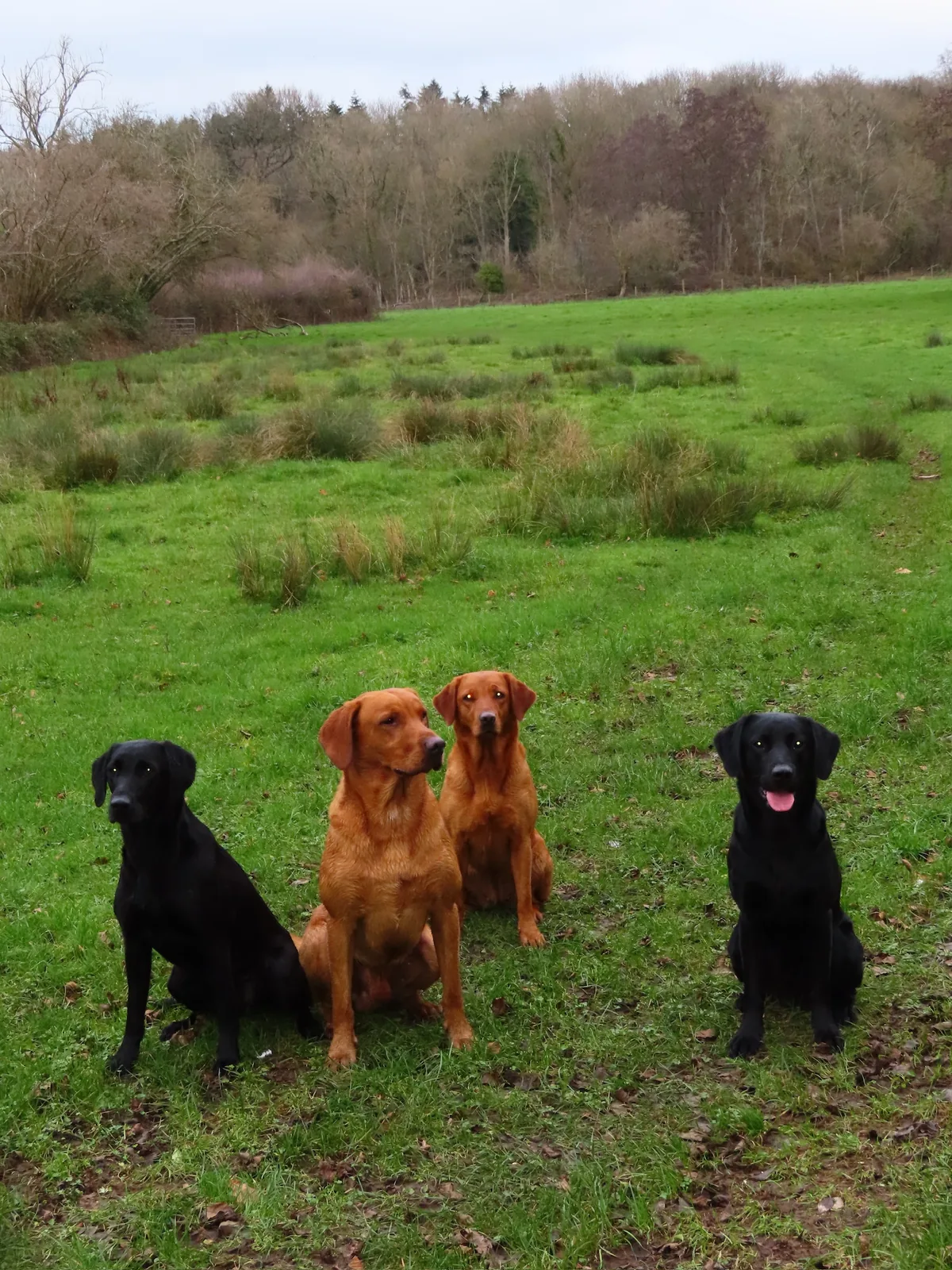 Life on the farm at Pittfield Gundogs