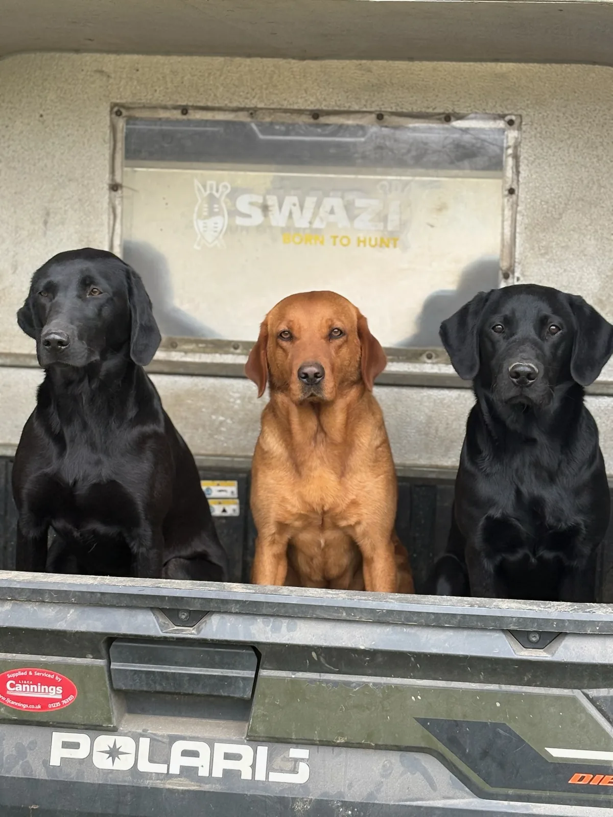 Three Labradors sitting in the back of the Polaris