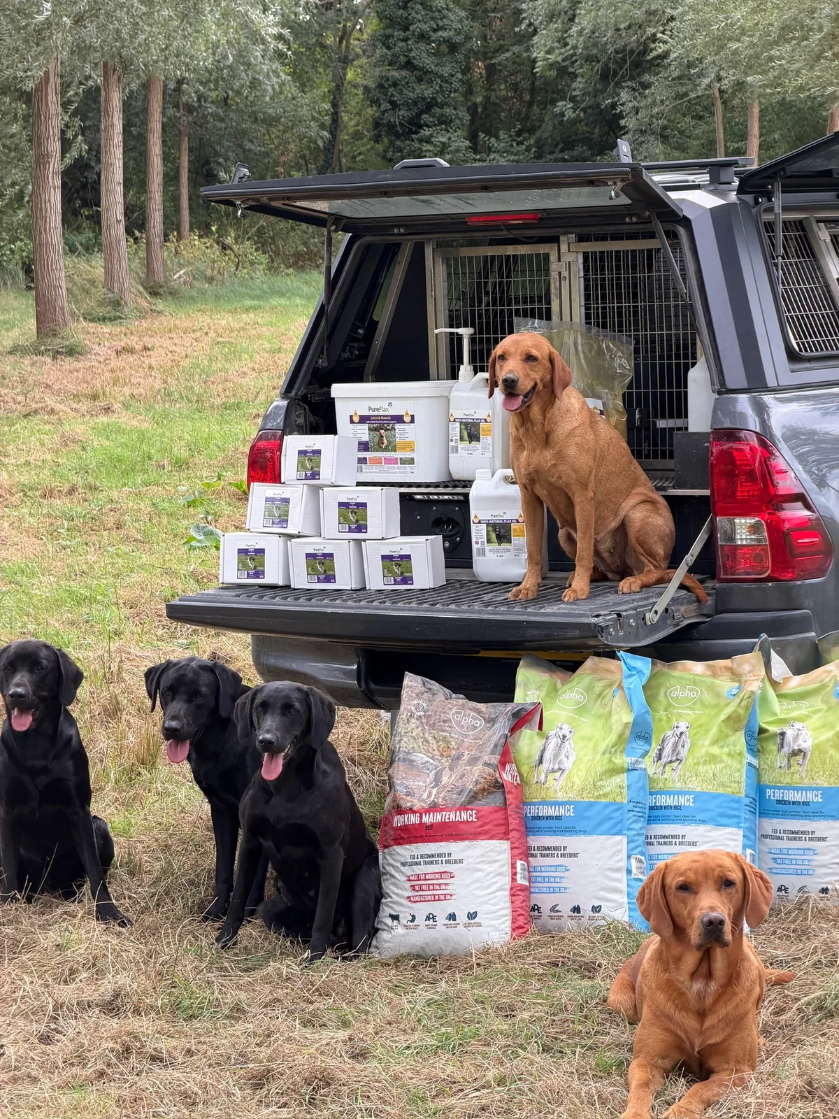 Life on the farm at Pittfield Gundogs