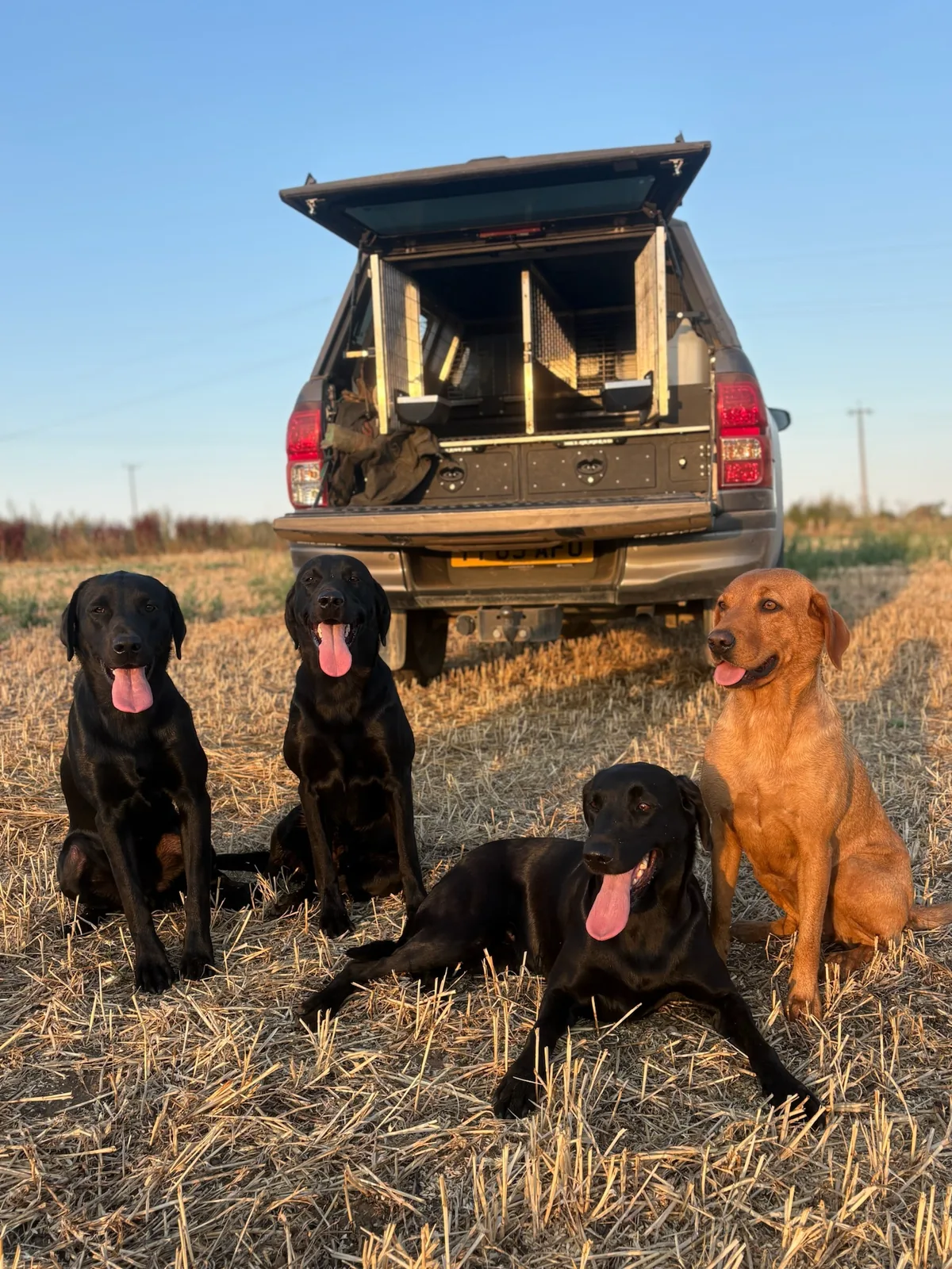 Four Labradors waiting at the tailgate of the truck