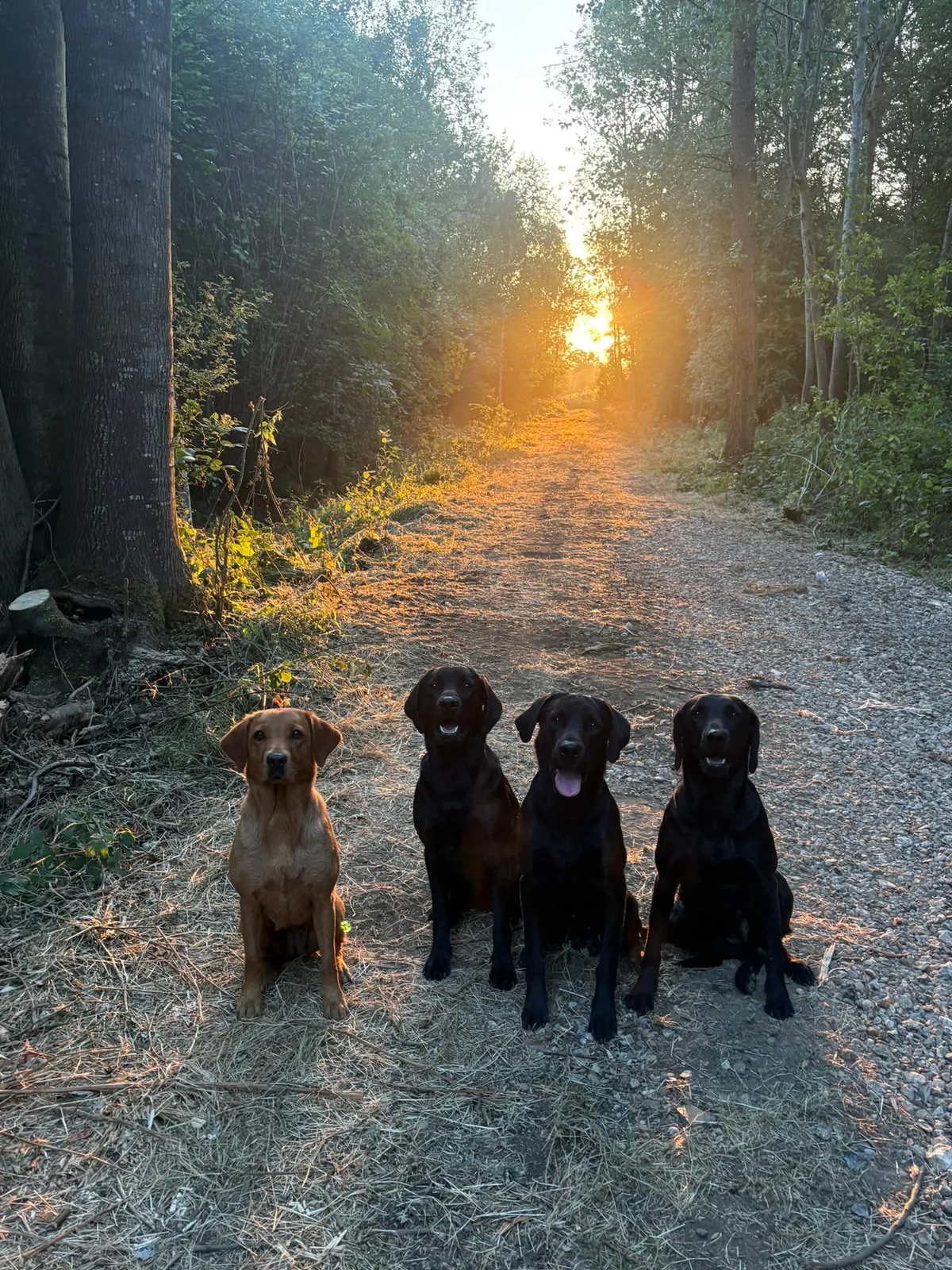 Four Pittfield Labradors sitting on a woodland track at first light